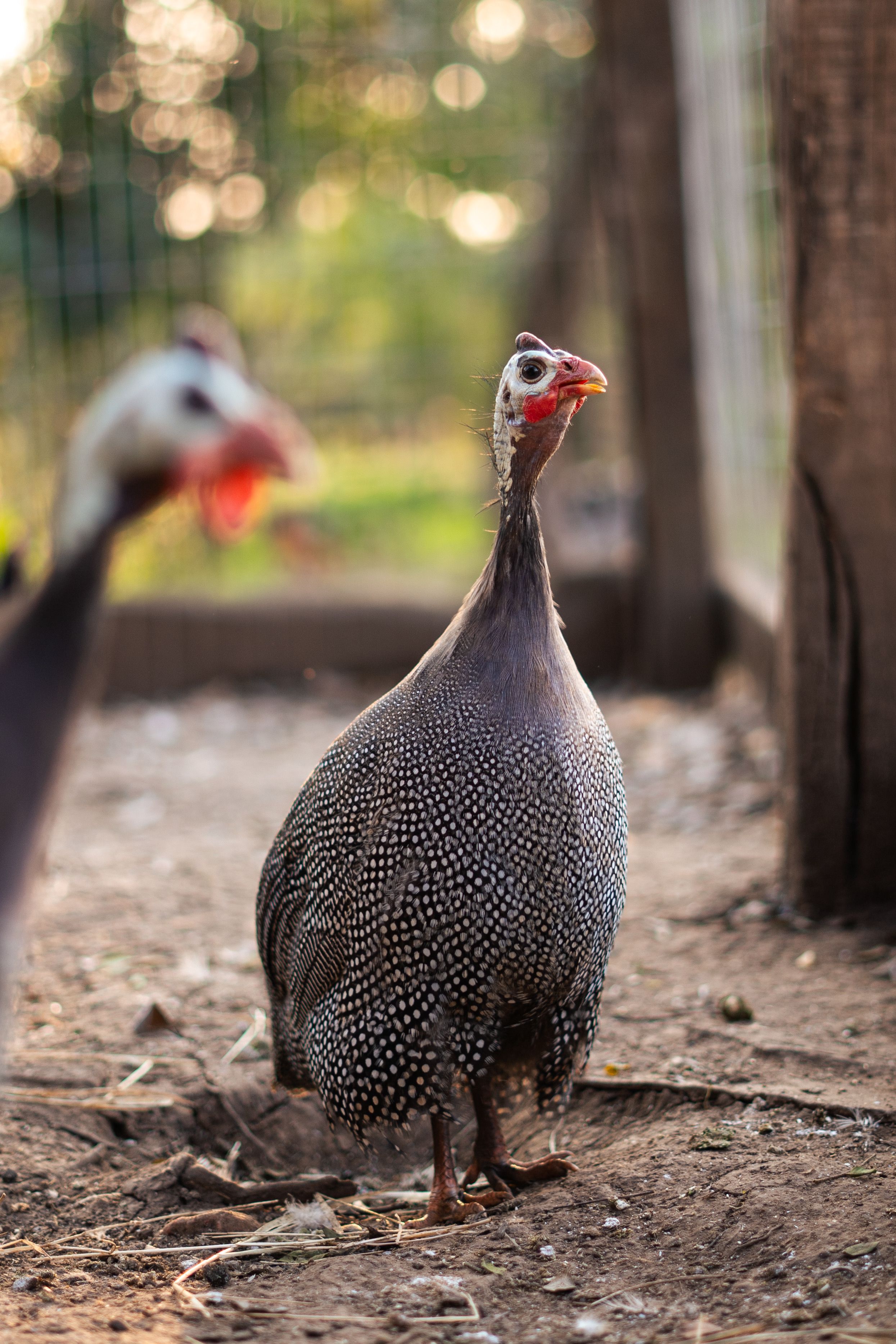 Close-up of a Guinea fowl in a farmyard, showcasing its distinctive spotted feathers.