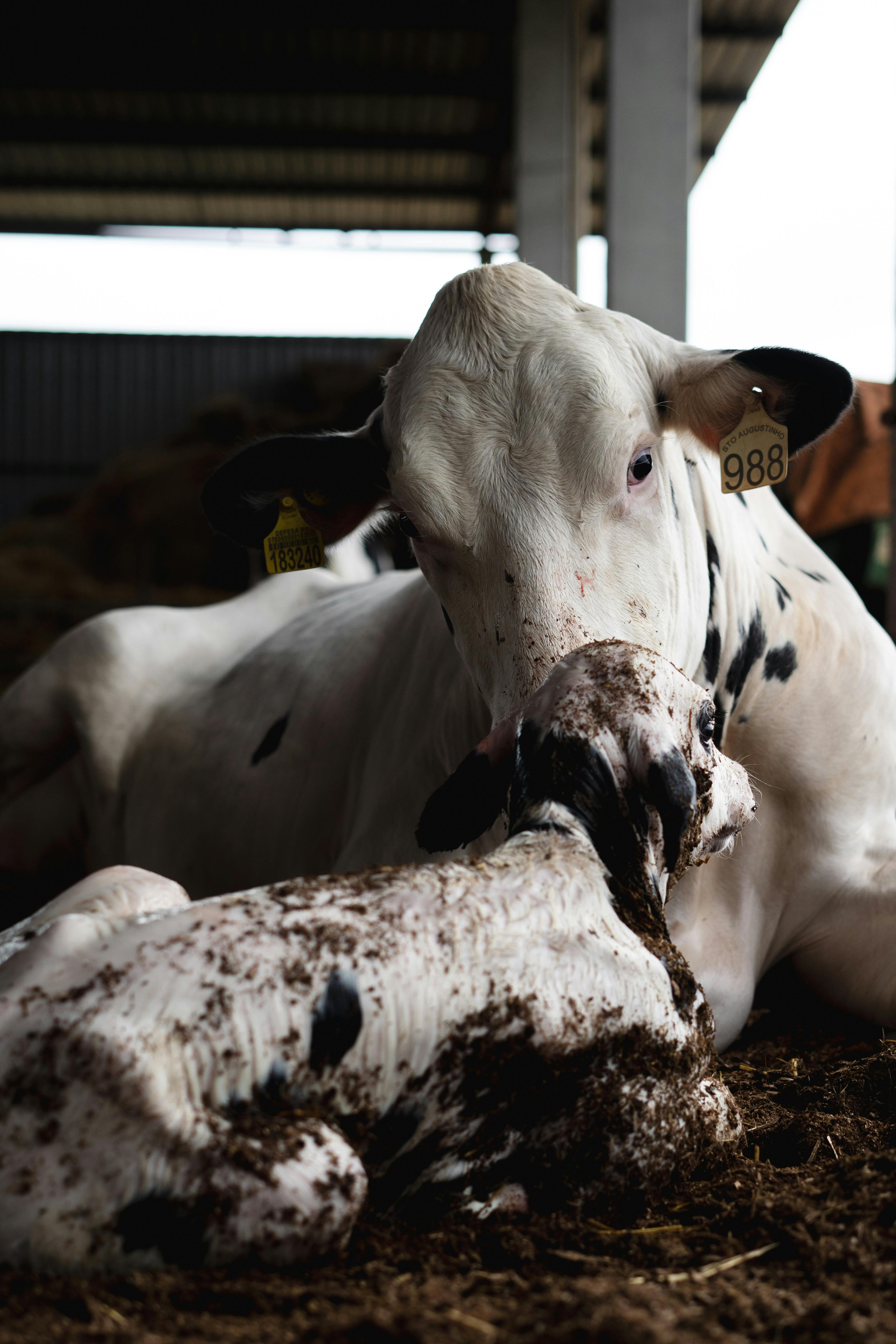 Gratuit Photos gratuites de à l'intérieur, agriculture, animal Photos