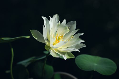 Free A beautiful white lotus flower in full bloom, captured outdoors in natural light for a serene and tranquil scene. Stock Photo