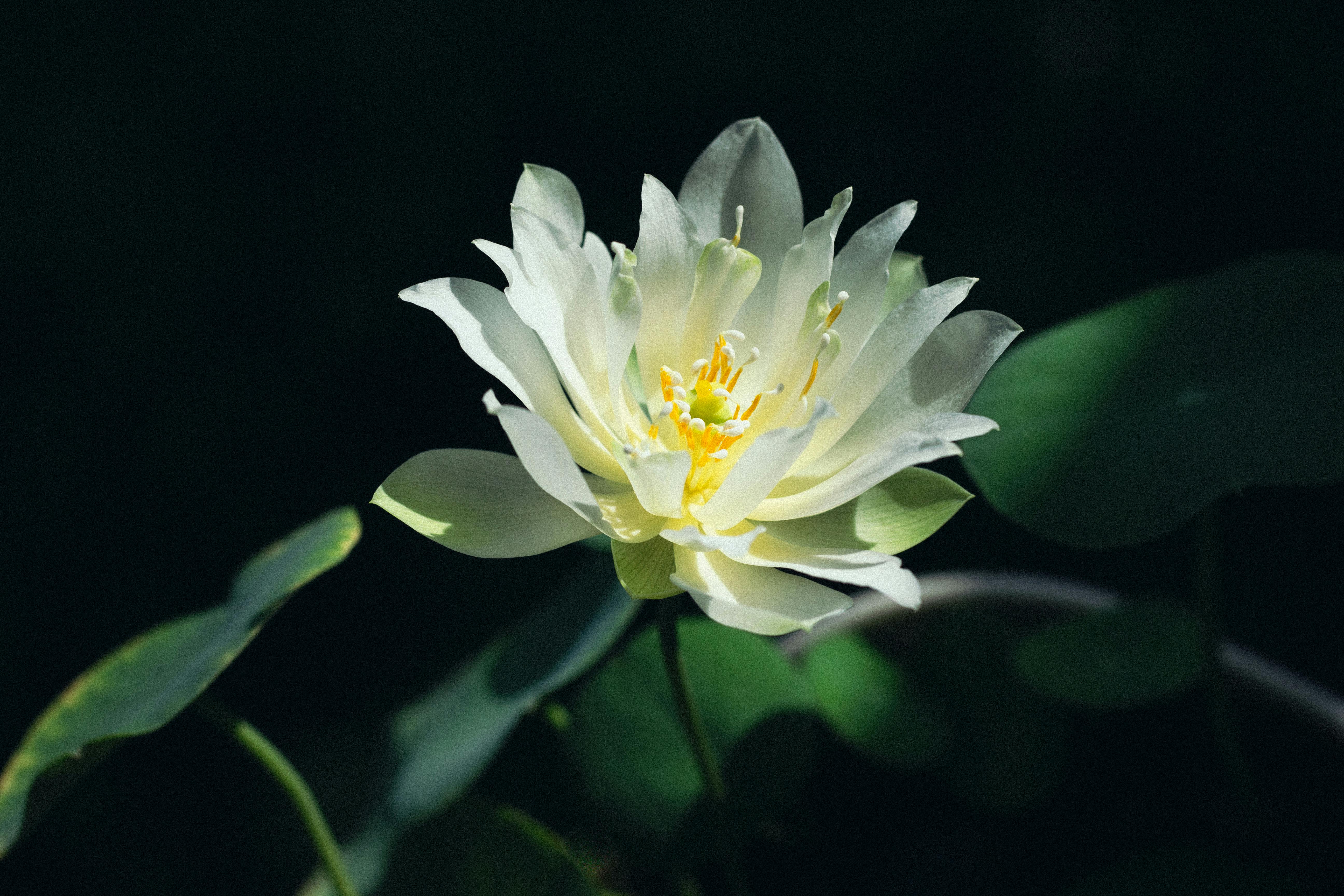 A beautiful white lotus flower in full bloom surrounded by lush green leaves, captured outdoors.
