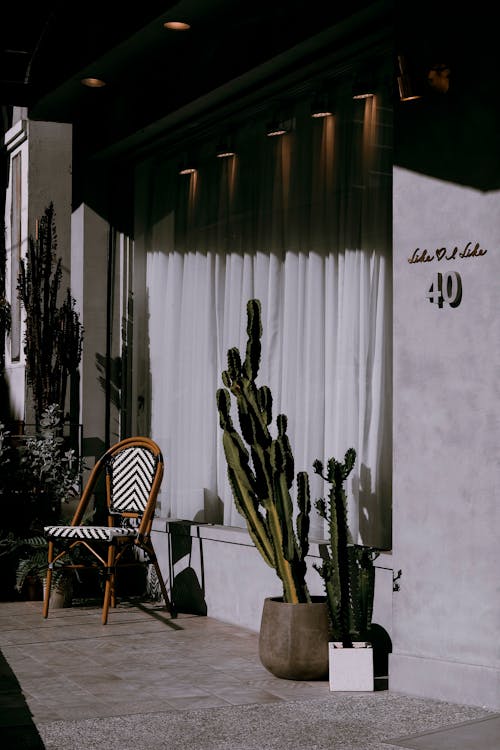 Potted Cacti Near a Wooden Chair