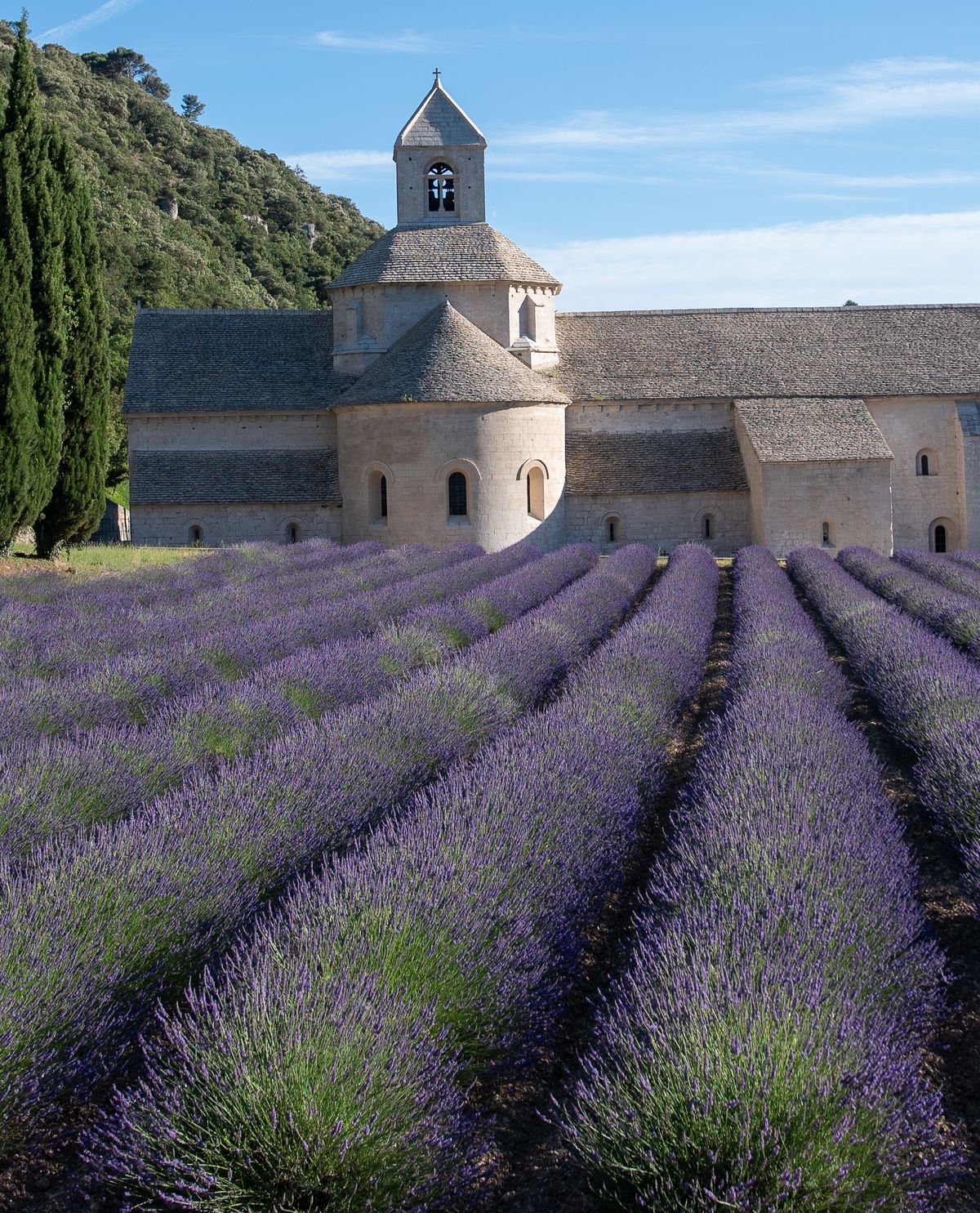 The Abbaye de Senanque behind rows of blooming lavender