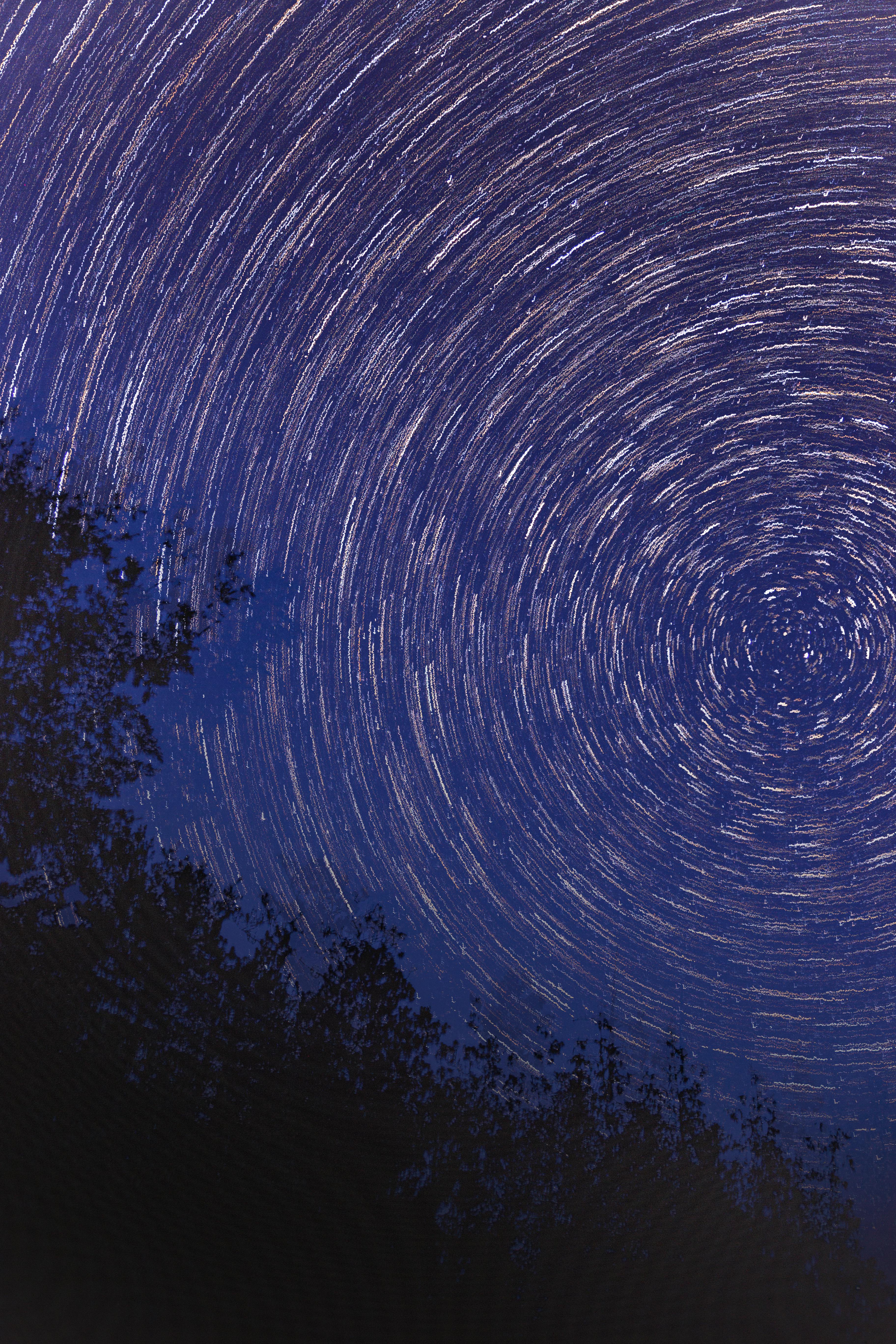 silhouette of plants under a starry sky in timelapse