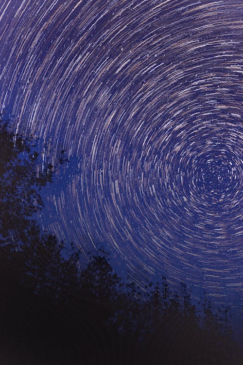 Silhouette Of Plants Under A Starry Sky In Timelapse