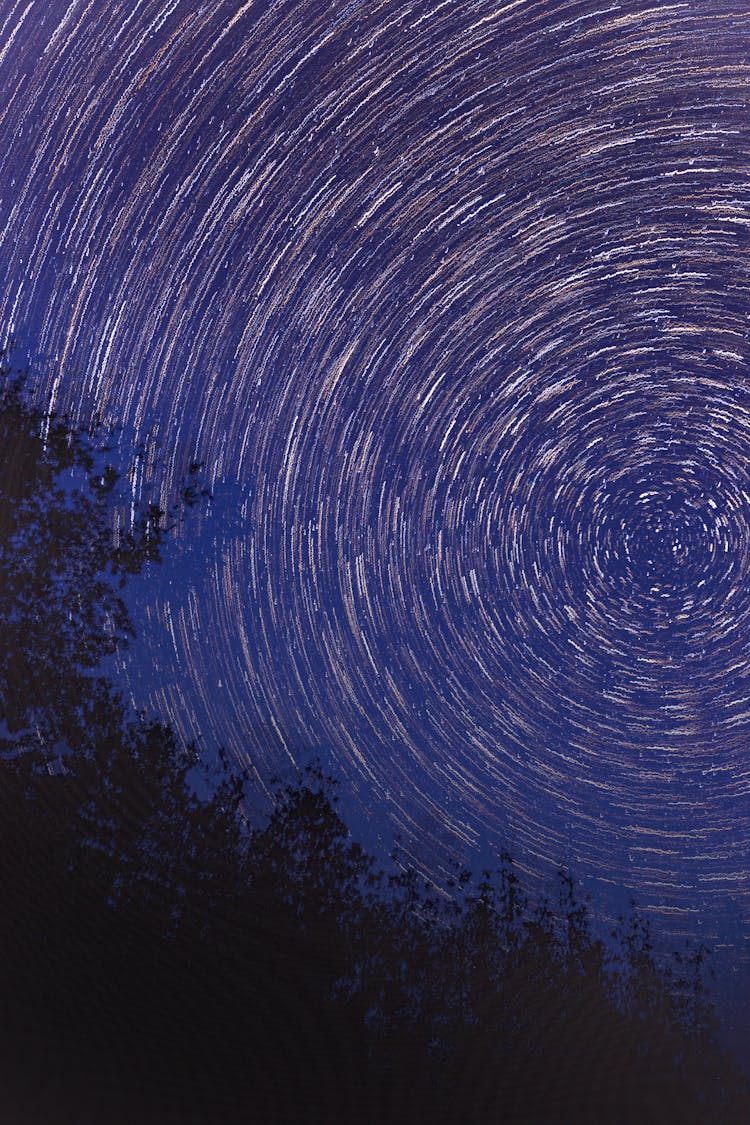 Silhouette Of Plants Under A Starry Sky In Timelapse