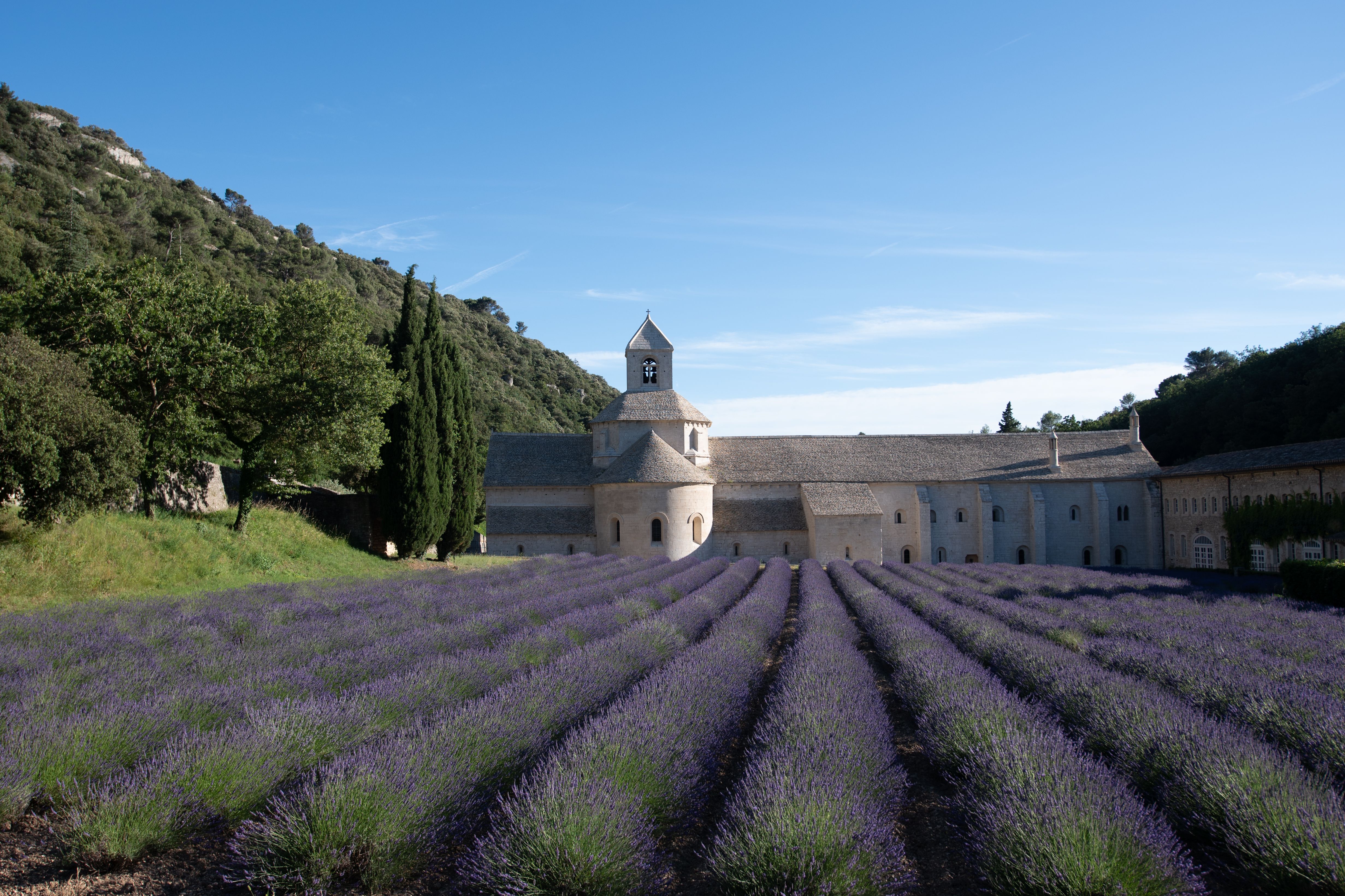 Serene lavender fields bloom before an ancient abbey in Provence, France, under a clear blue sky. Serene lavender fields bloom before an ancient abbey in Provence, France, under a clear blue sky.