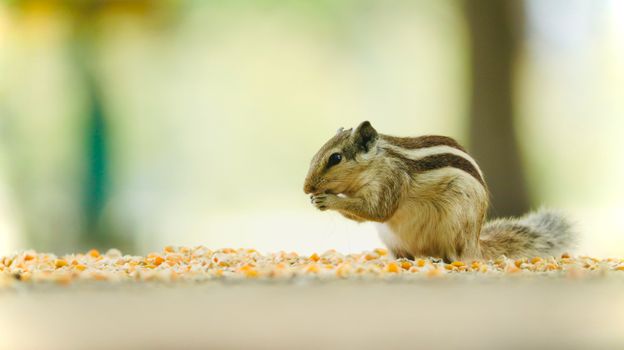 Cute Indian palm squirrel munching on corn kernels in a lush outdoor setting.
