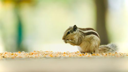 Free Cute Indian palm squirrel munching on corn kernels in a lush outdoor setting. Stock Photo