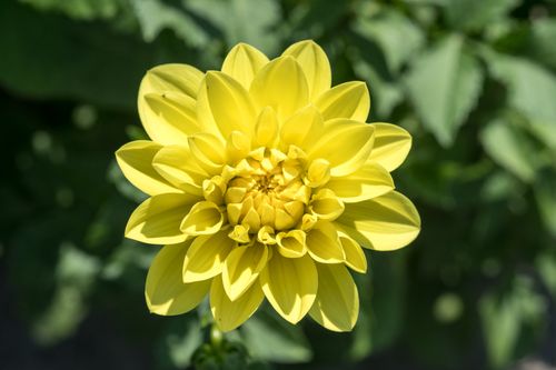 Free Close-up of a vibrant yellow dahlia blossom in full bloom with green foliage background. Captured outdoors on a sunny day. Stock Photo