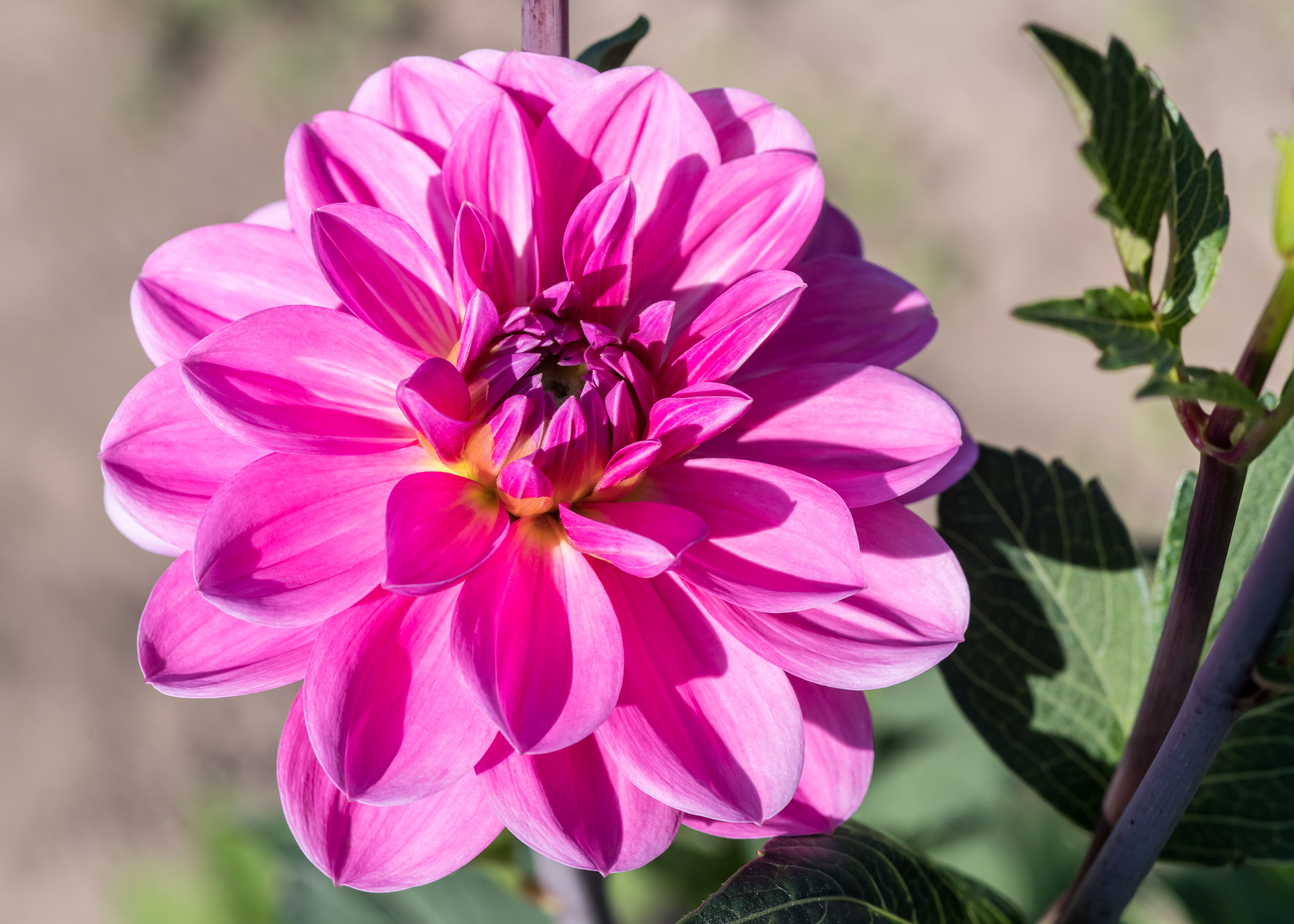 Fotomural Primer plano de una vibrante dahlia rosa en plena floración en un día soleado, mostrando sus delicados pétalos.