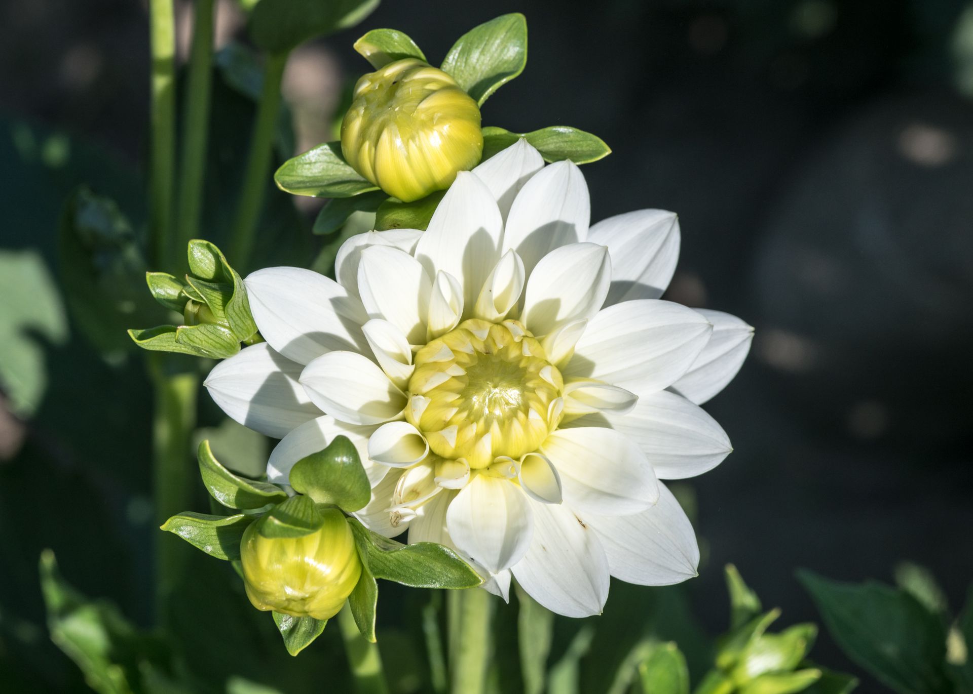 A beautiful white dahlia in full bloom surrounded by buds in a summer garden.