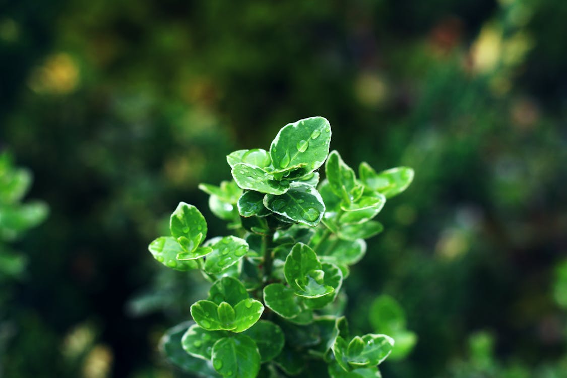 Free stock photo of blur, garden, Green Plant
