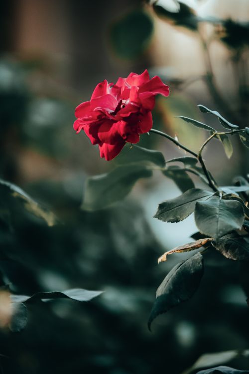 Free A captivating red rose bloom amidst lush green leaves in a serene garden atmosphere. Stock Photo