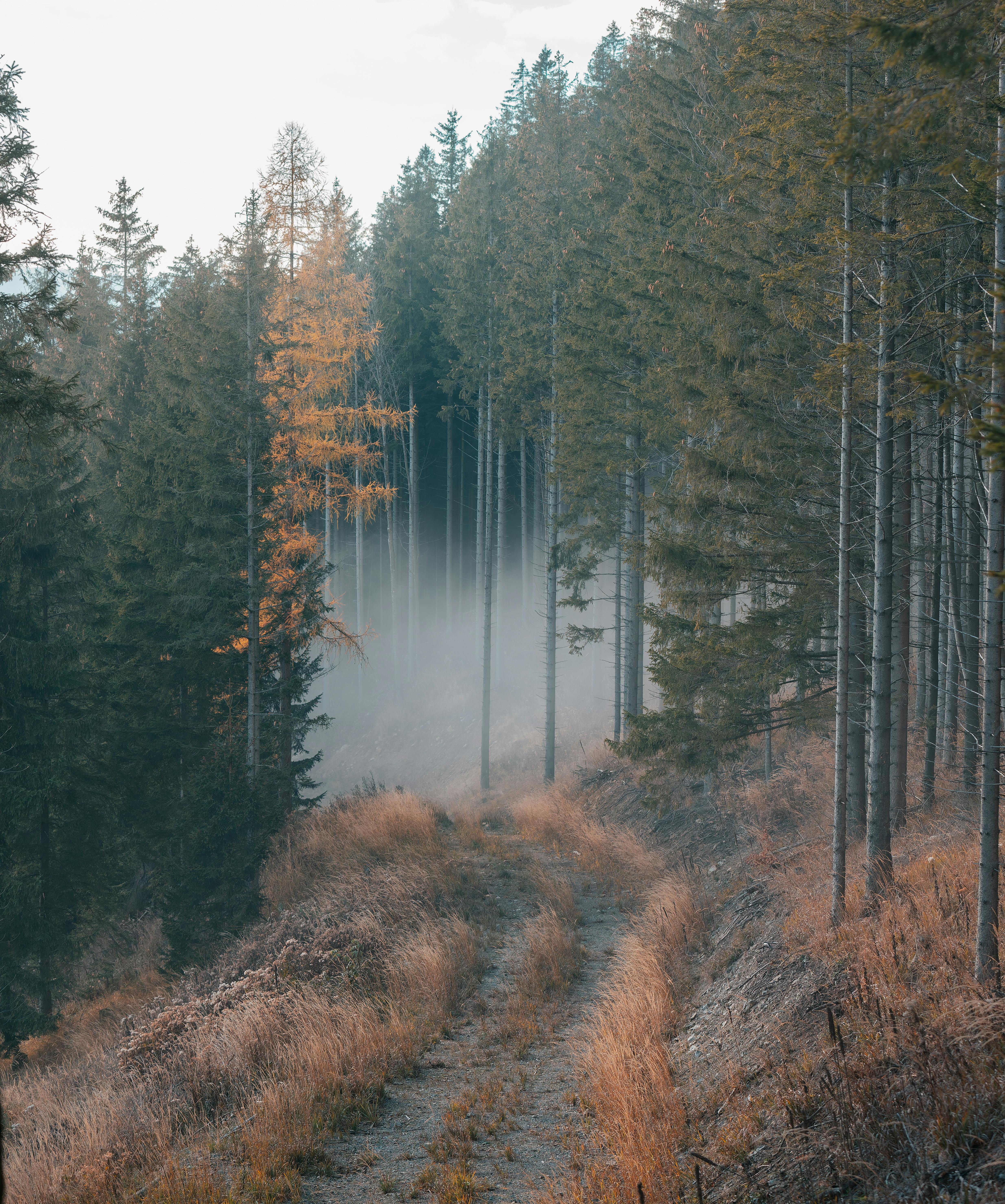 path through foggy woods