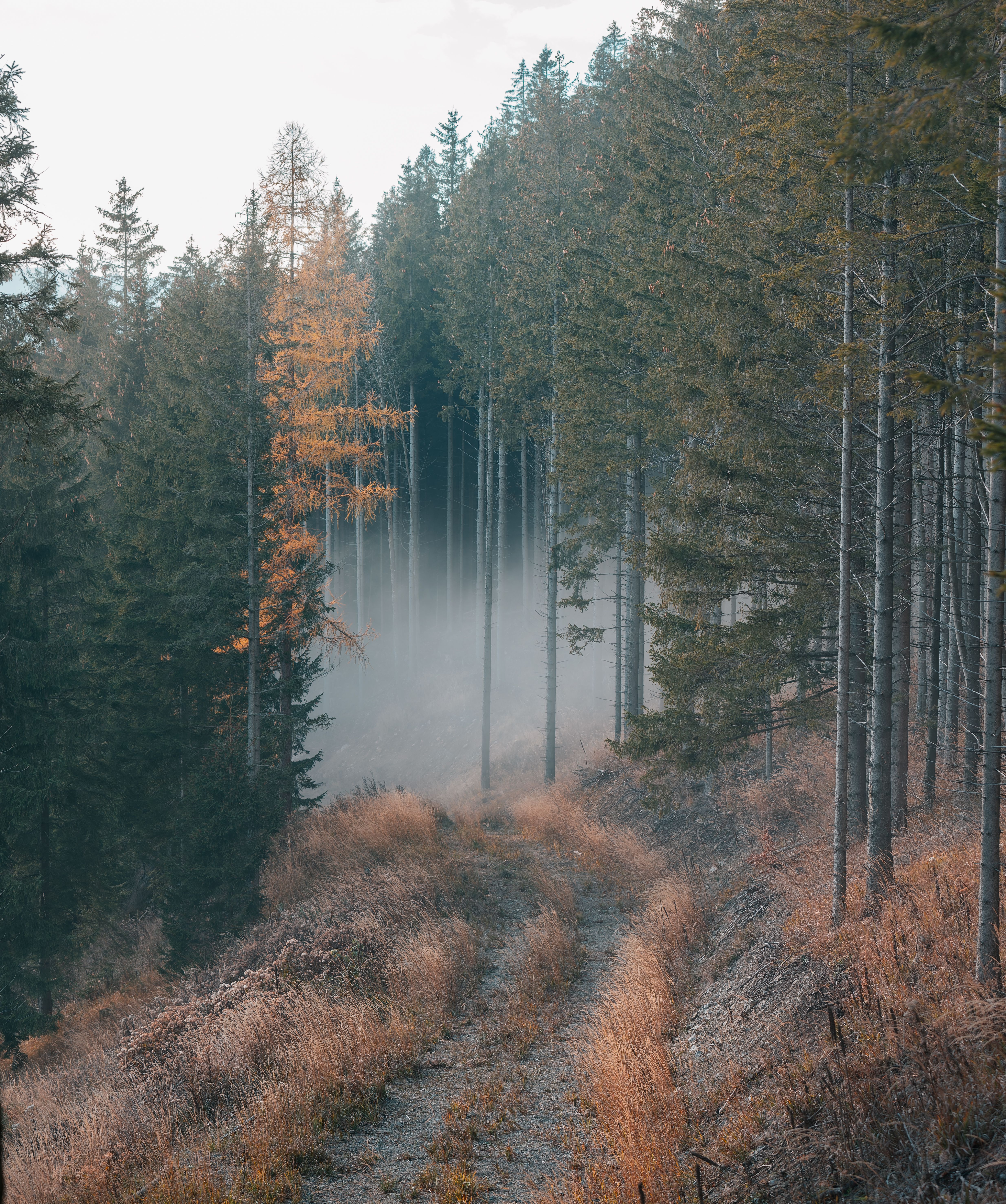 Path through Foggy Woods · Free