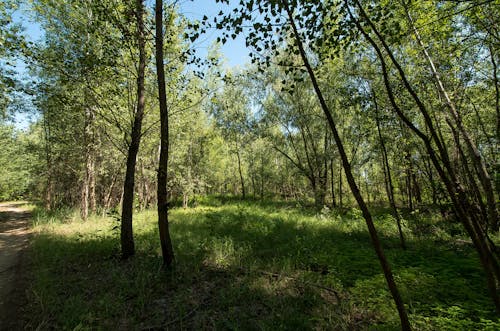 Free stock photo of forest, landscapes, leaf