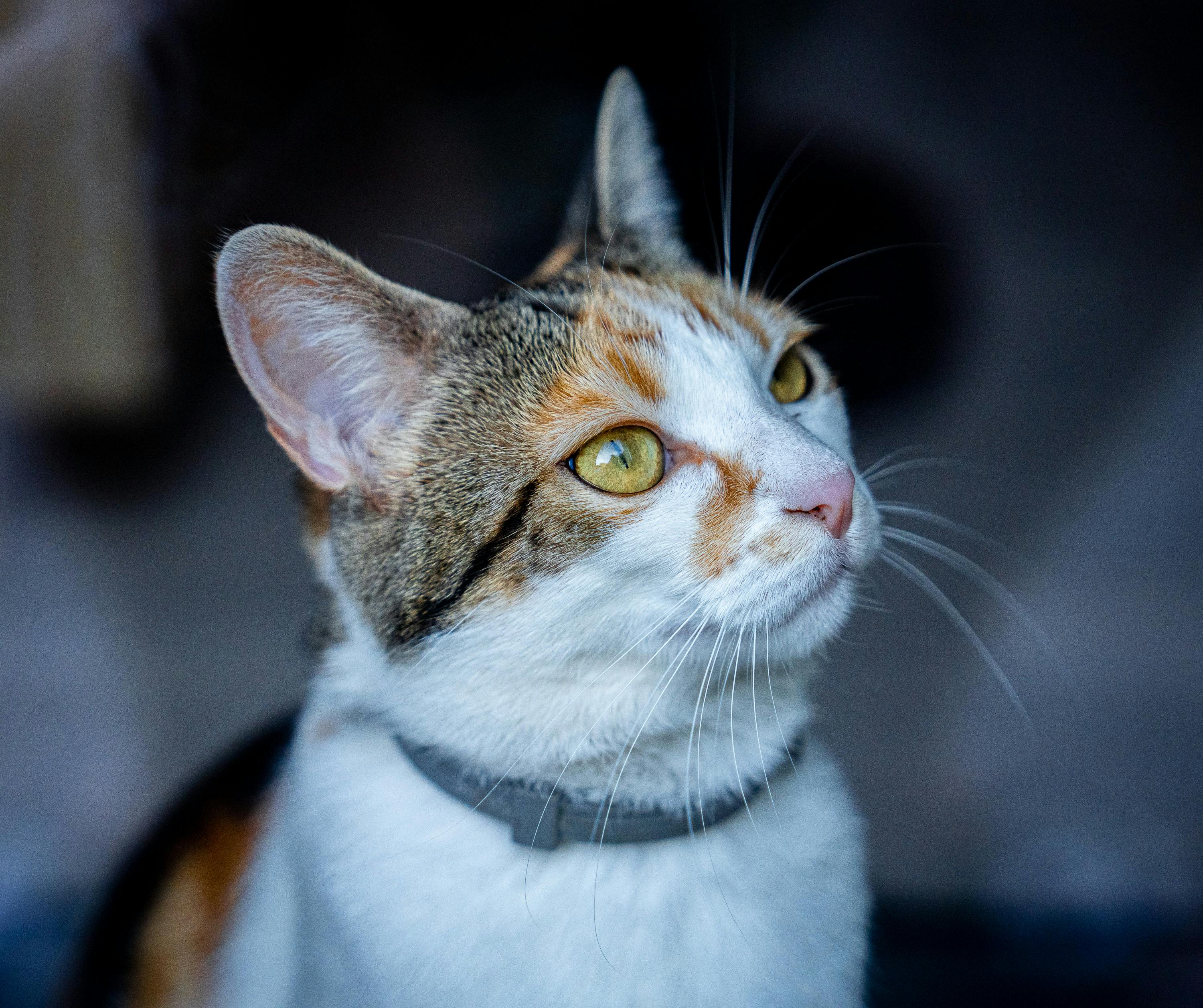 Gratis Fotos de stock gratuitas de #interior, alerta, animal Foto de stock