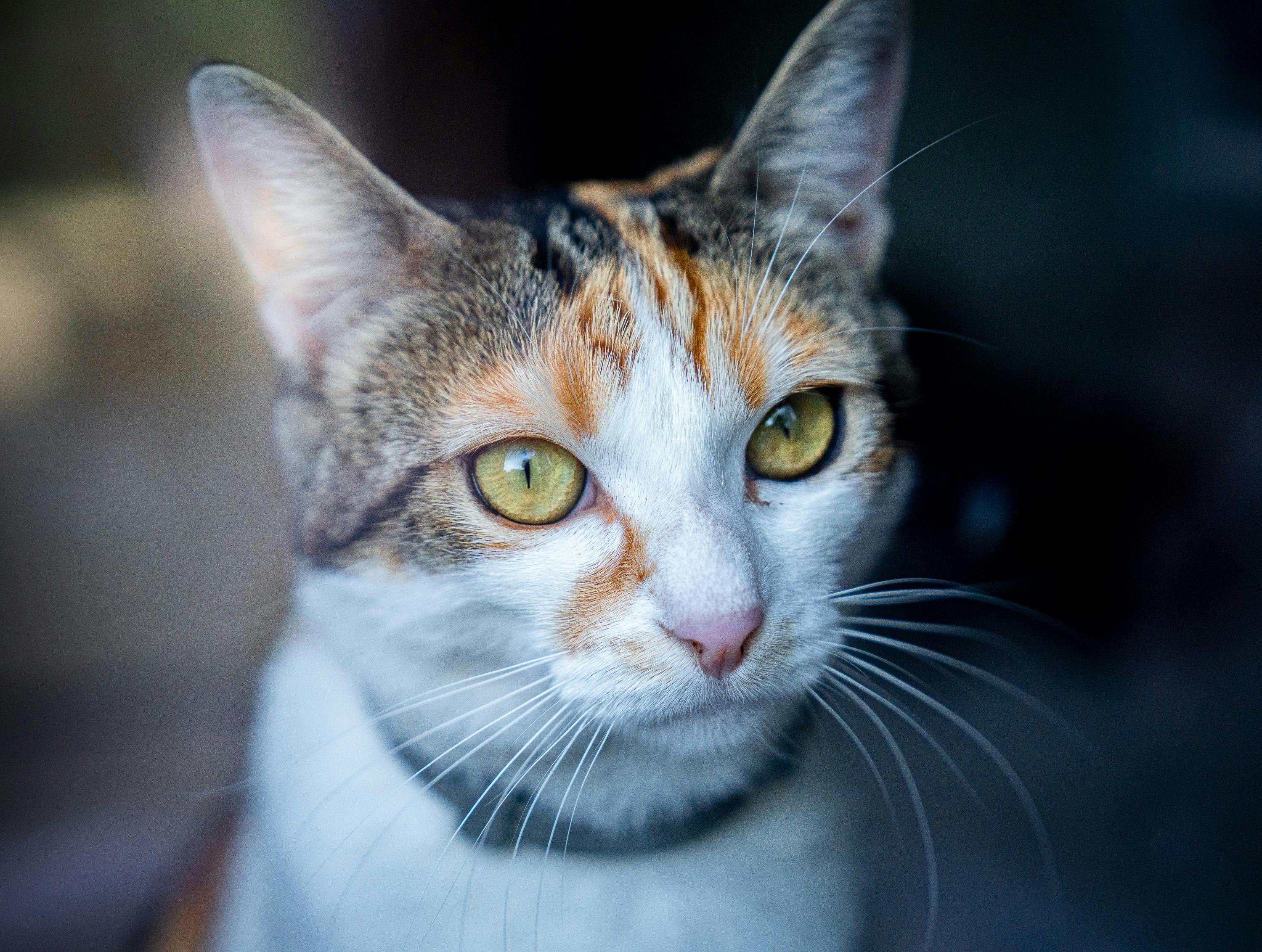 ฟรี คลังภาพถ่ายฟรี ของ # ในร่ม, shorthair ในประเทศ, การดูแลสัตว์เลี้ยง คลังภาพถ่าย