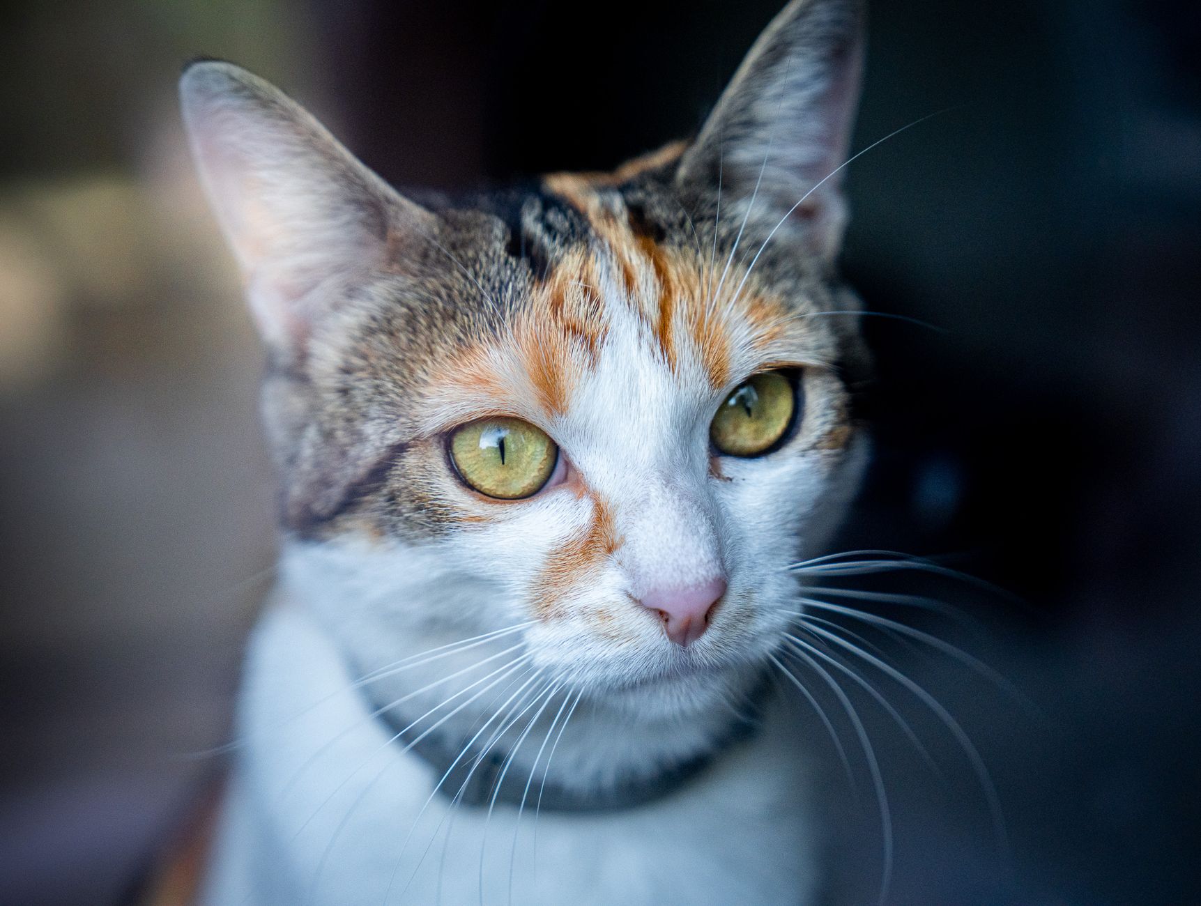 Veterinarian examining a cat during a checkup