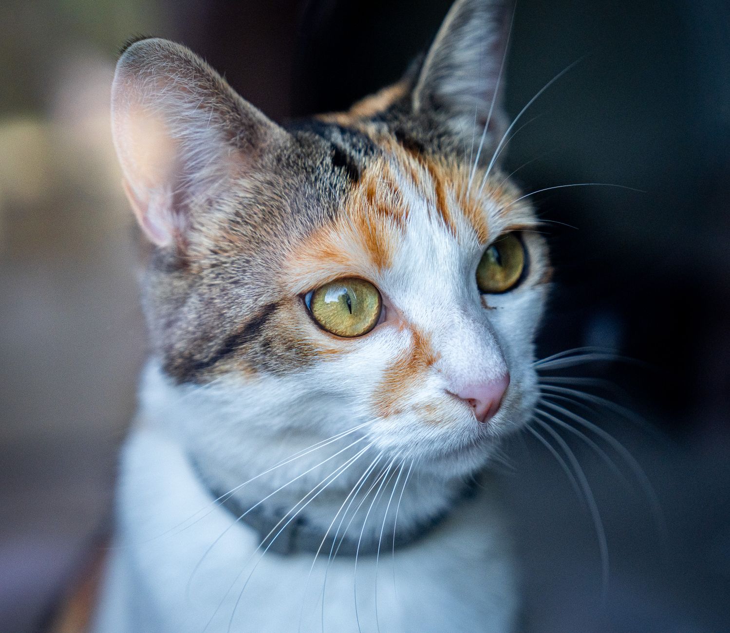 Veterinary care for a cat
