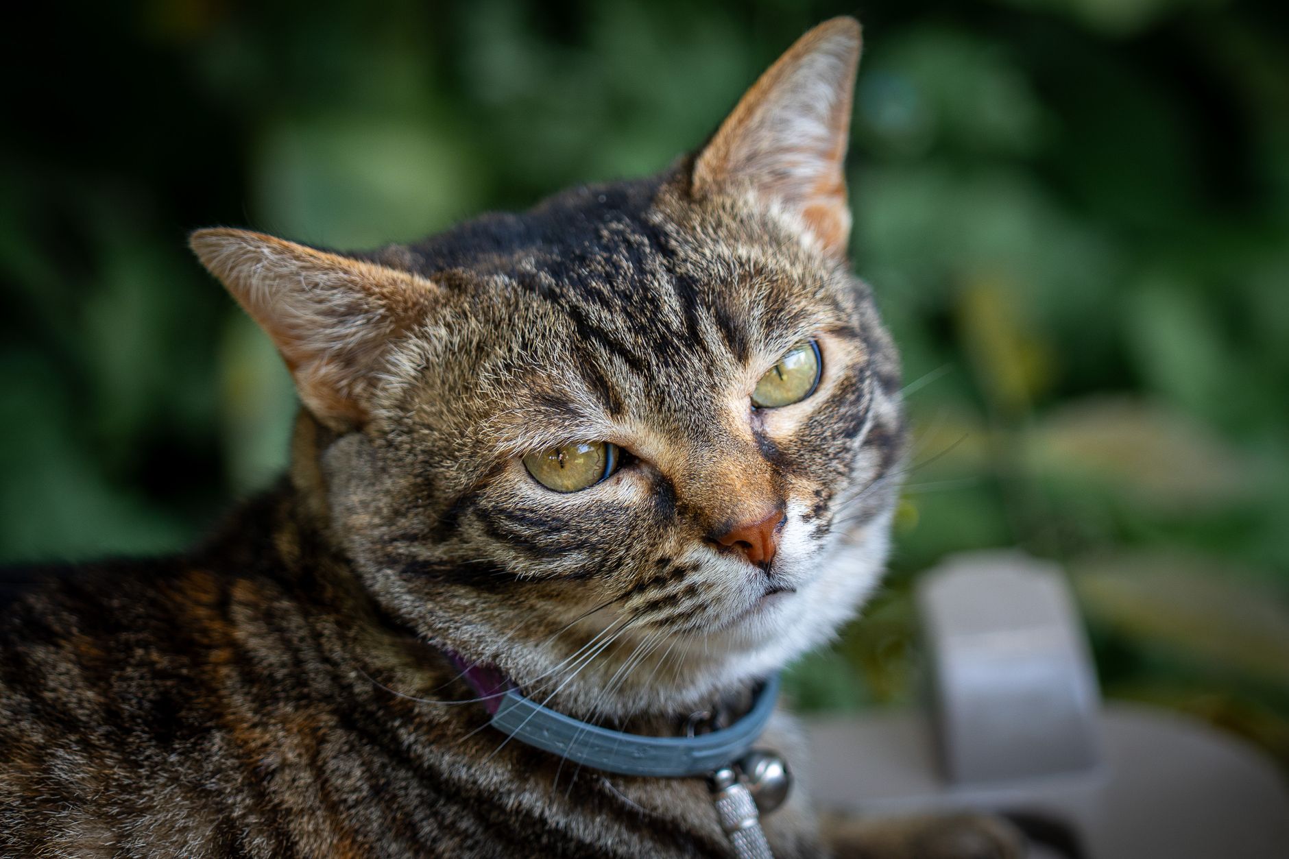 Veterinary care for a cat