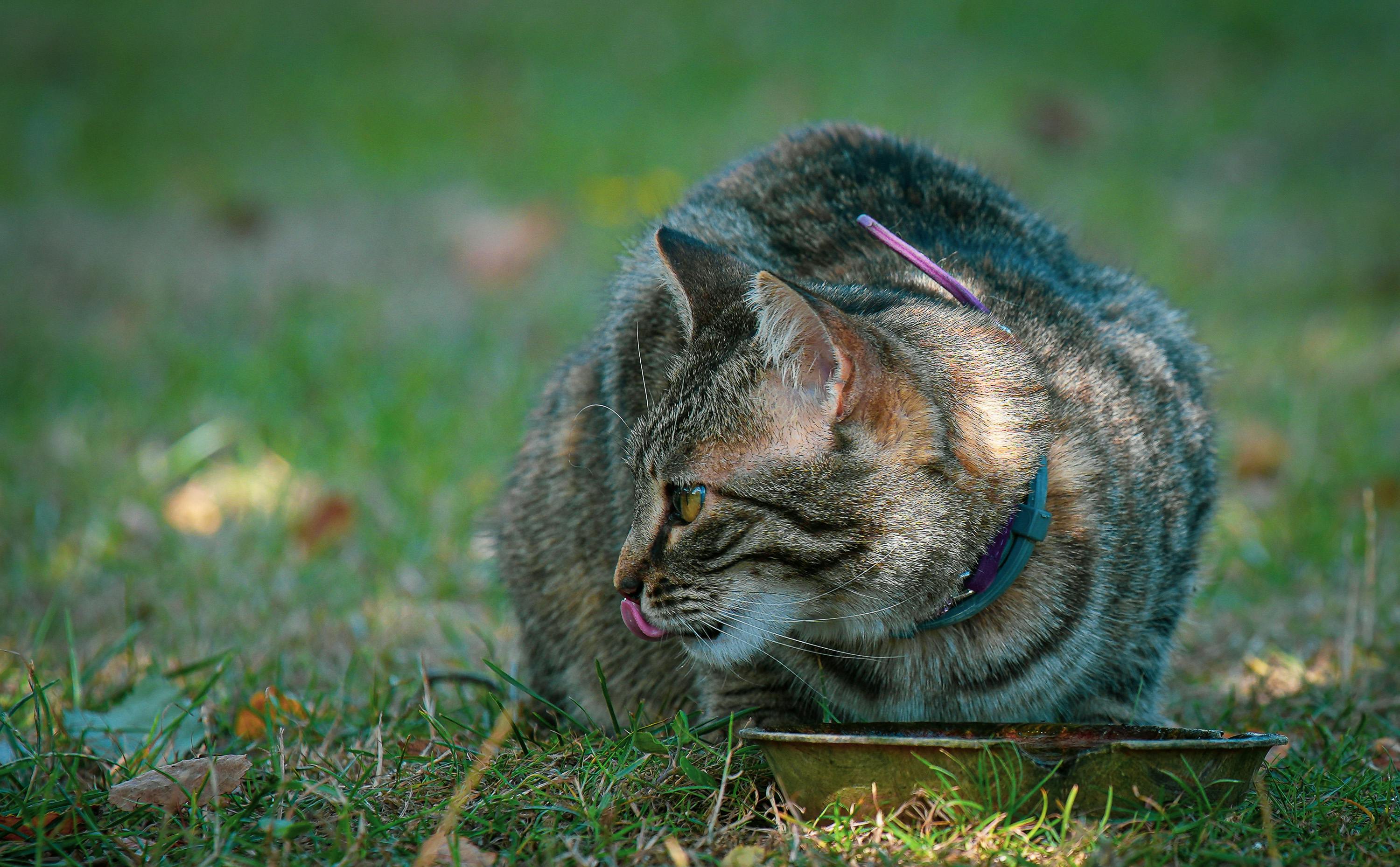 ฟรี คลังภาพถ่ายฟรี ของ กลางแจ้ง, การดื่ม, การดูแลสัตว์เลี้ยง คลังภาพถ่าย