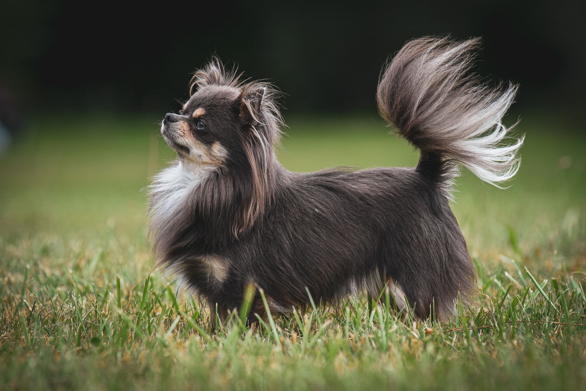 Small Dog Care Guide: Everything Under 20 lbs