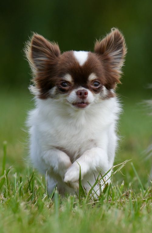 Free Cute brown and white Chihuahua puppy joyfully running outdoors on a sunny day. Stock Photo