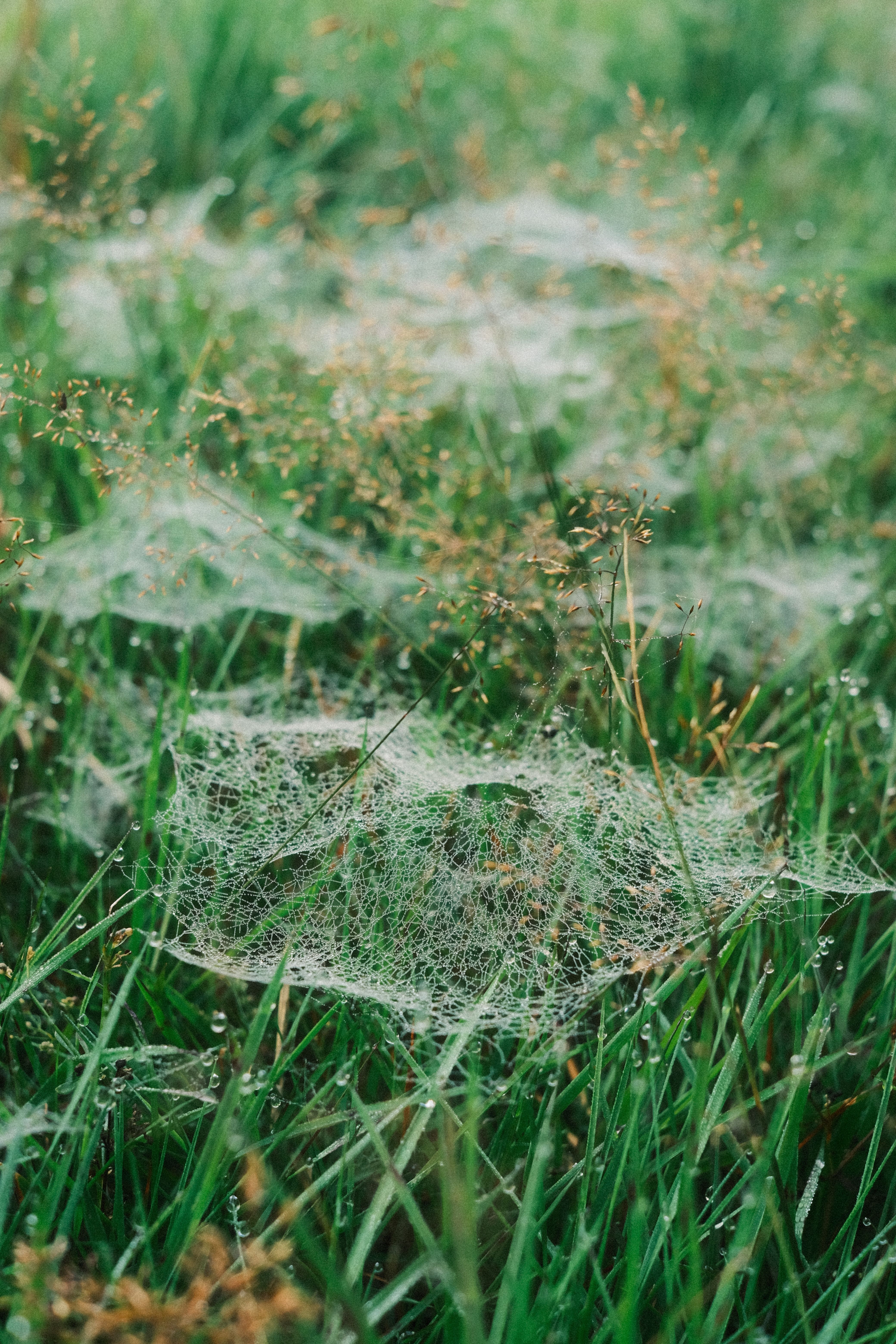A spider web in the grass with some flowers · Free Stock Photo
