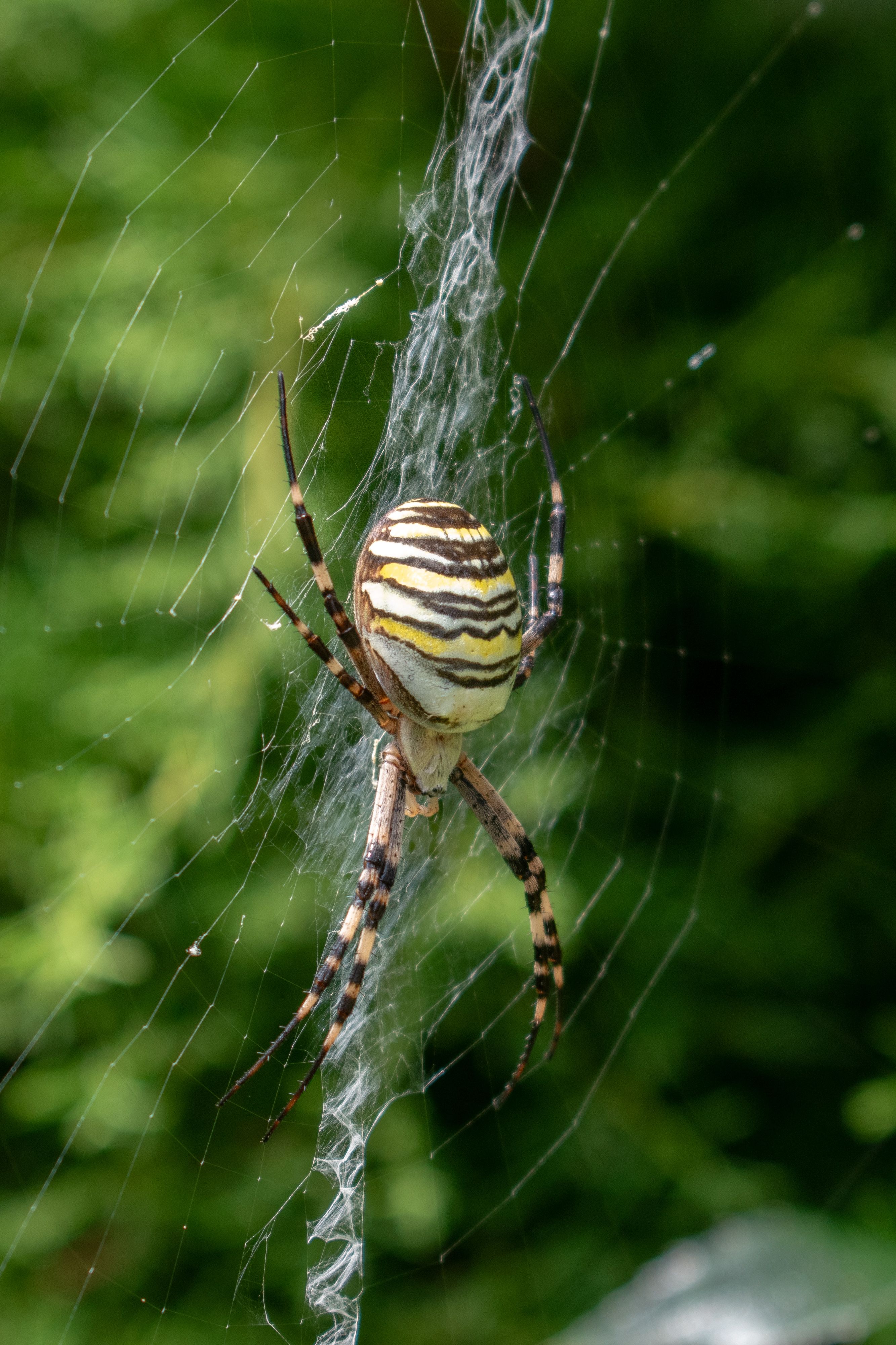 A Spider With Yellow And Black Stripes On Its Back Free Stock Photo
