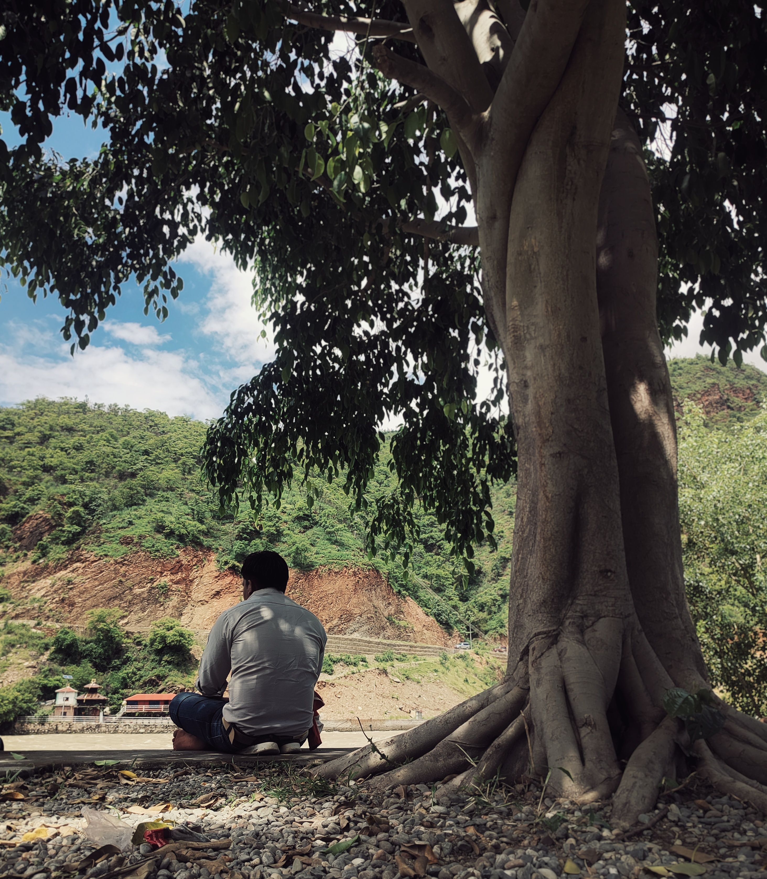 A man sitting on a bench under a tree · Free Stock Photo