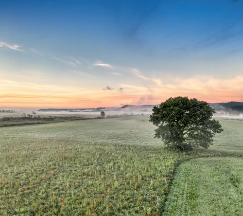 Free A tranquil scene of a tree in a misty Kellogg farmland during sunrise, exuding rural serenity. Stock Photo