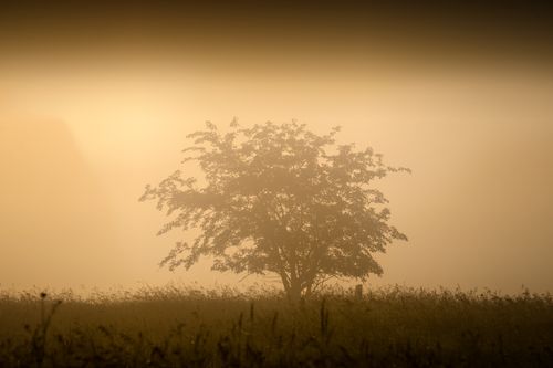 Free Moody silhouette of a solitary tree in a misty fall landscape, Kellogg, MN. Stock Photo