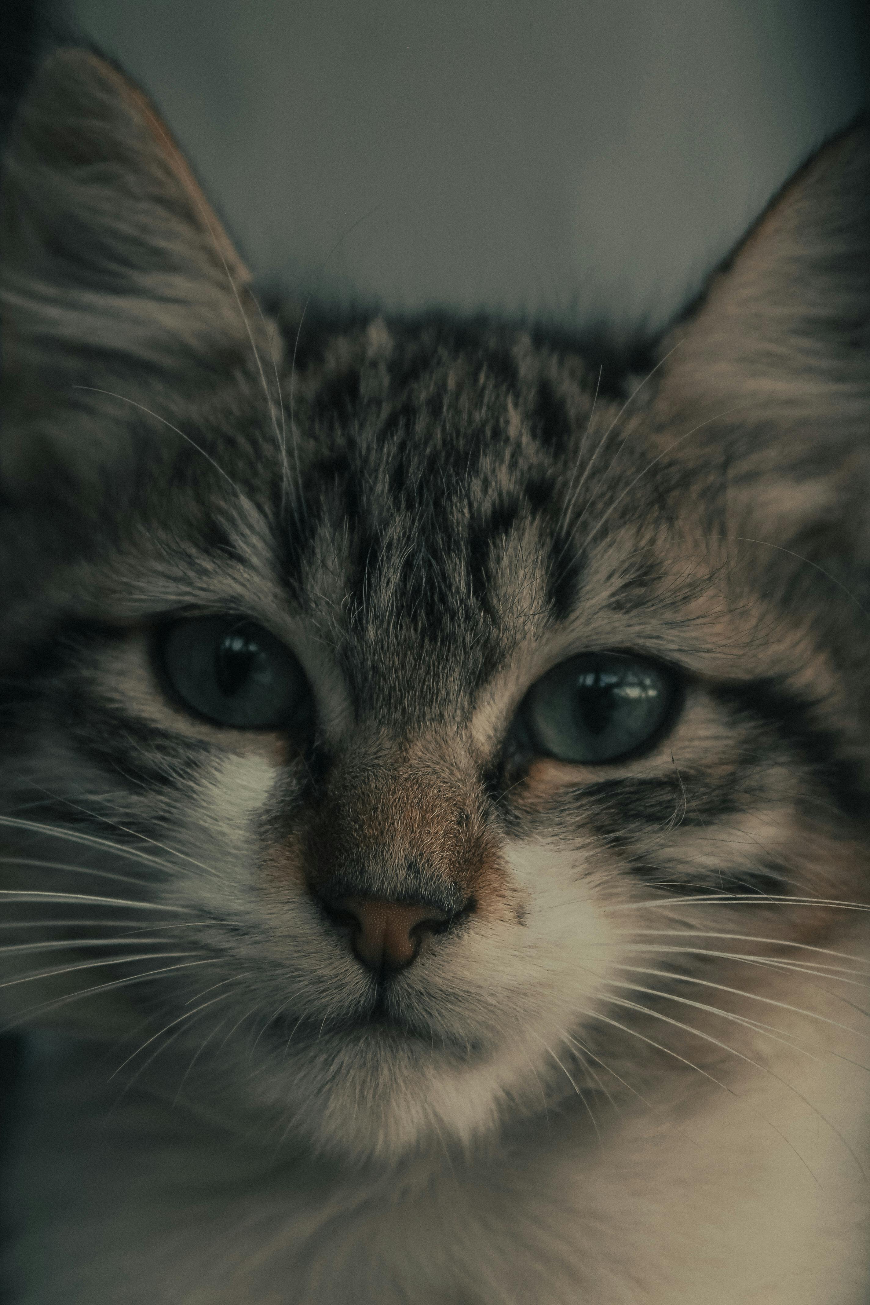 무료 가정의, 고양이 눈, 고양이 사진의 무료 스톡 사진