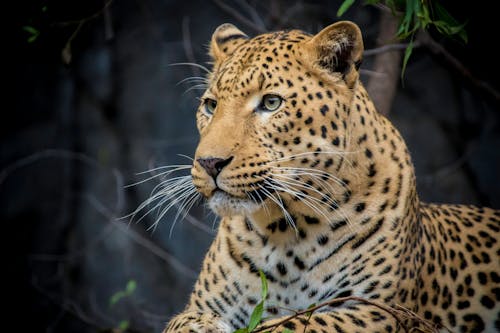 Fotografi Close Up Jaguar