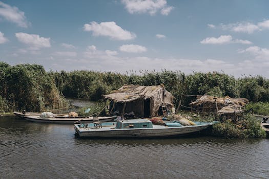 Traditional boats moored by reeds on a tranquil river in Kafr El-Shaikh, Egypt.