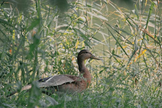 A mallard duck sits peacefully in lush green grass in a natural setting, showcasing serene wildlife.