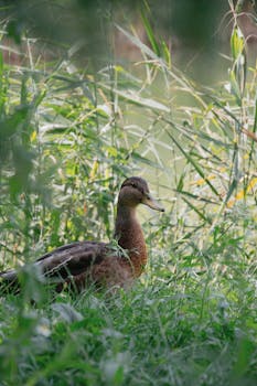 A tranquil image of a mallard duck resting among lush greenery in Hungary.