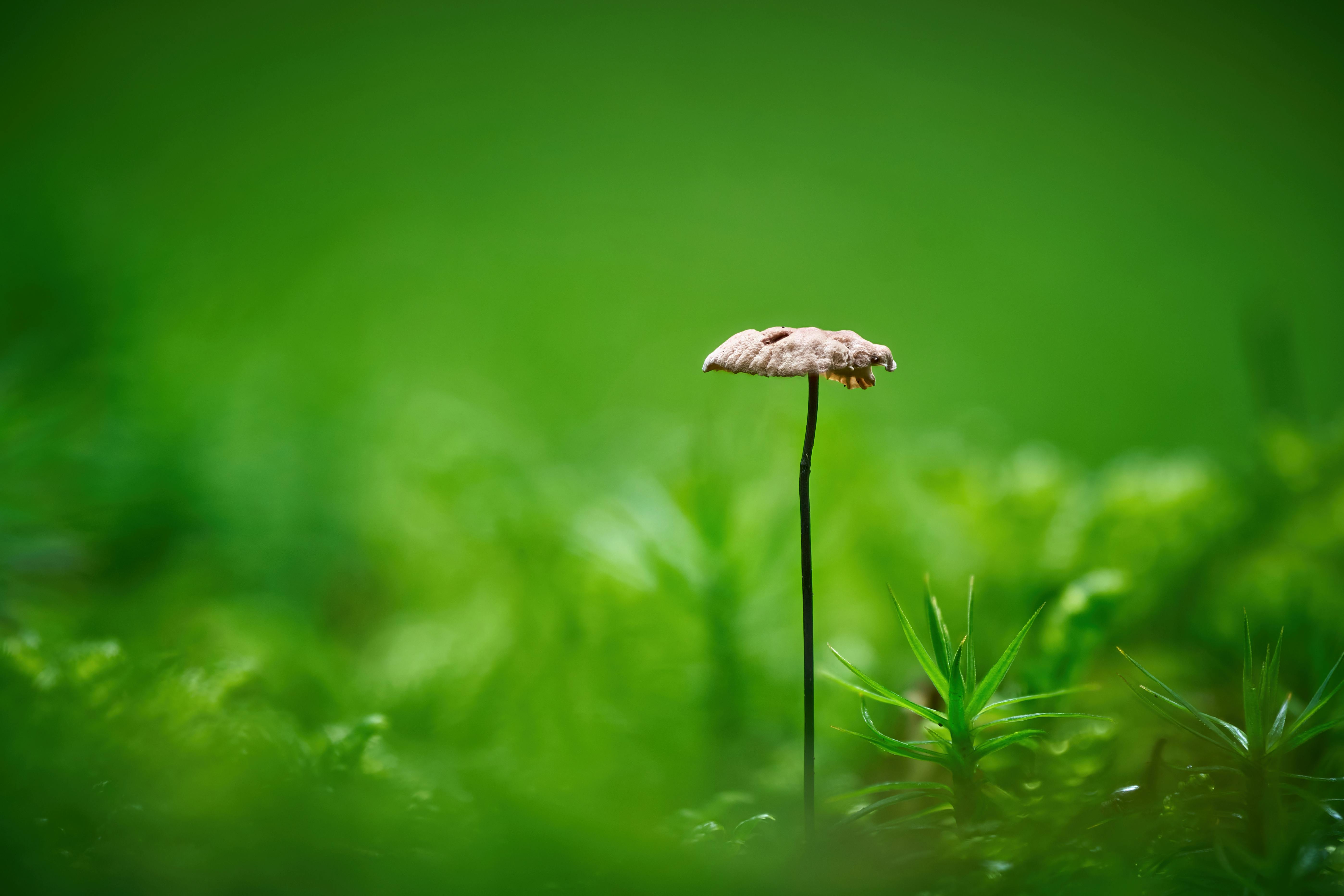 a small mushroom is standing in the middle of a green field