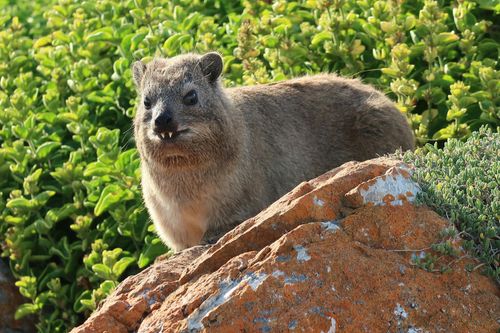 Free A rock hyrax perched on a rock, surrounded by lush greenery in Groot-Jongensfontein, South Africa. Stock Photo