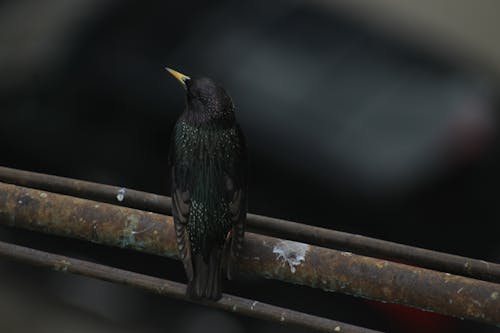 鋼管にとまる鳥のクローズアップ写真