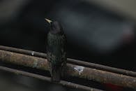 在格鲁吉亚第比利斯，一只欧洲椋鸟栖息在一根生锈的管子上