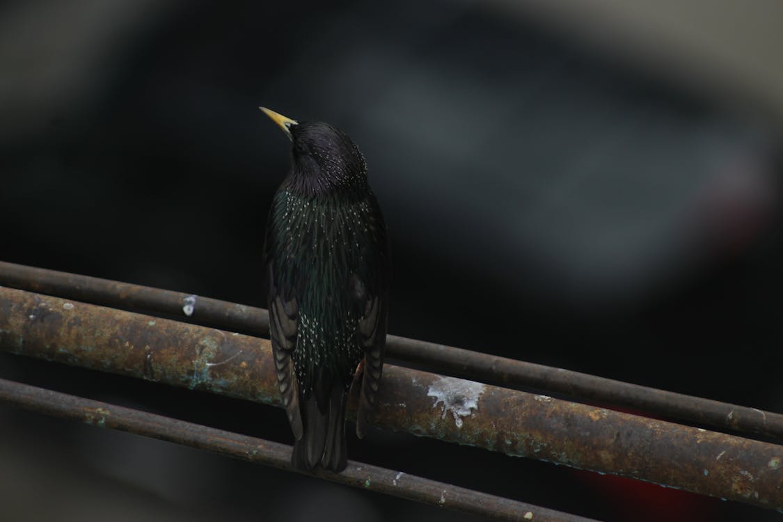 çelik Boru üzerine Tünemiş Kuşun Yakın çekim Fotoğrafı