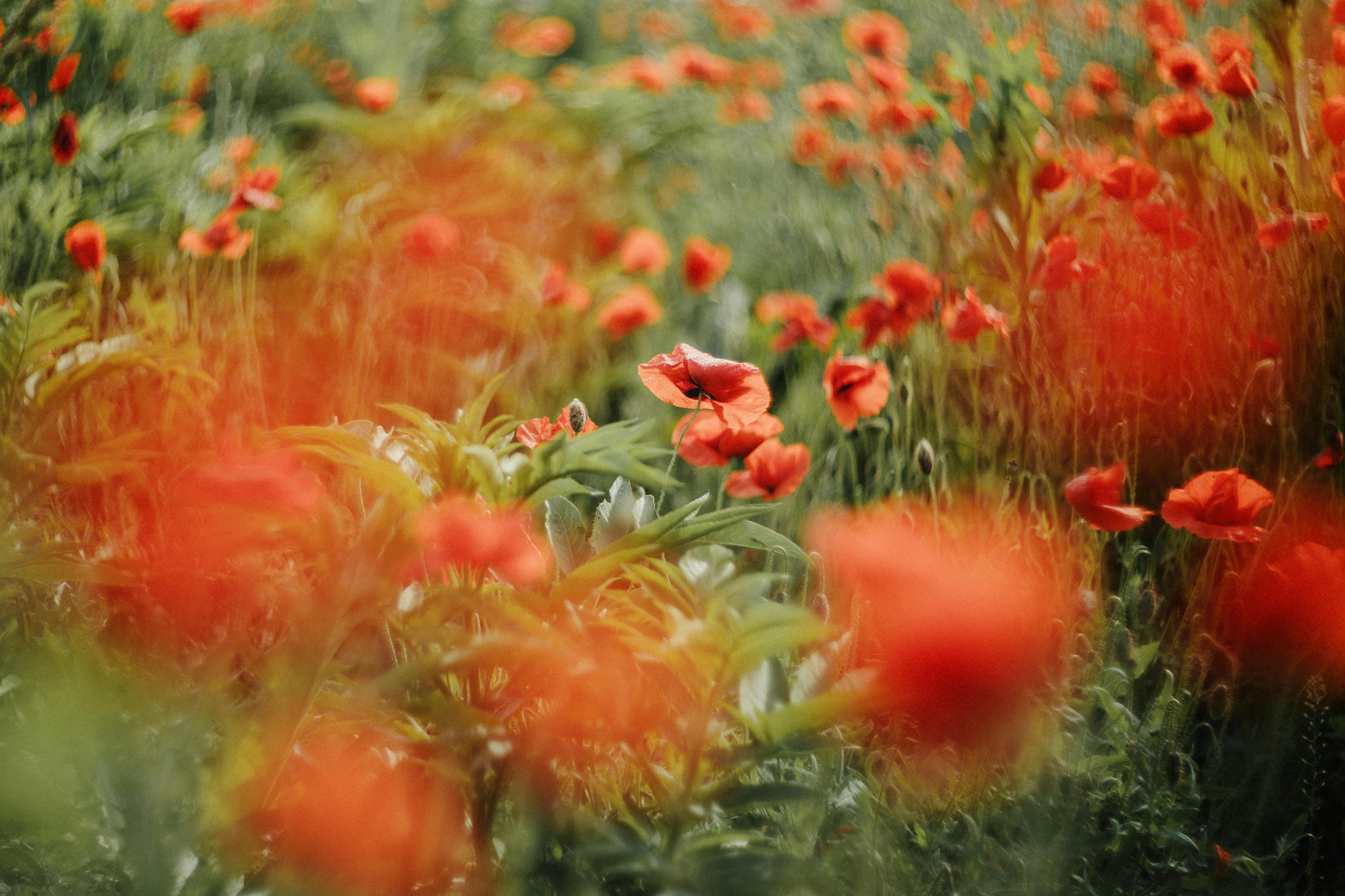 A vivid display of poppy flowers in a lush garden during summer.