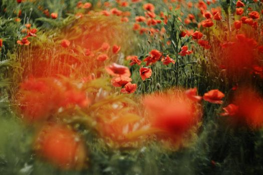 A stunning field of red poppies in bloom, capturing the essence of summer's vibrant flora.