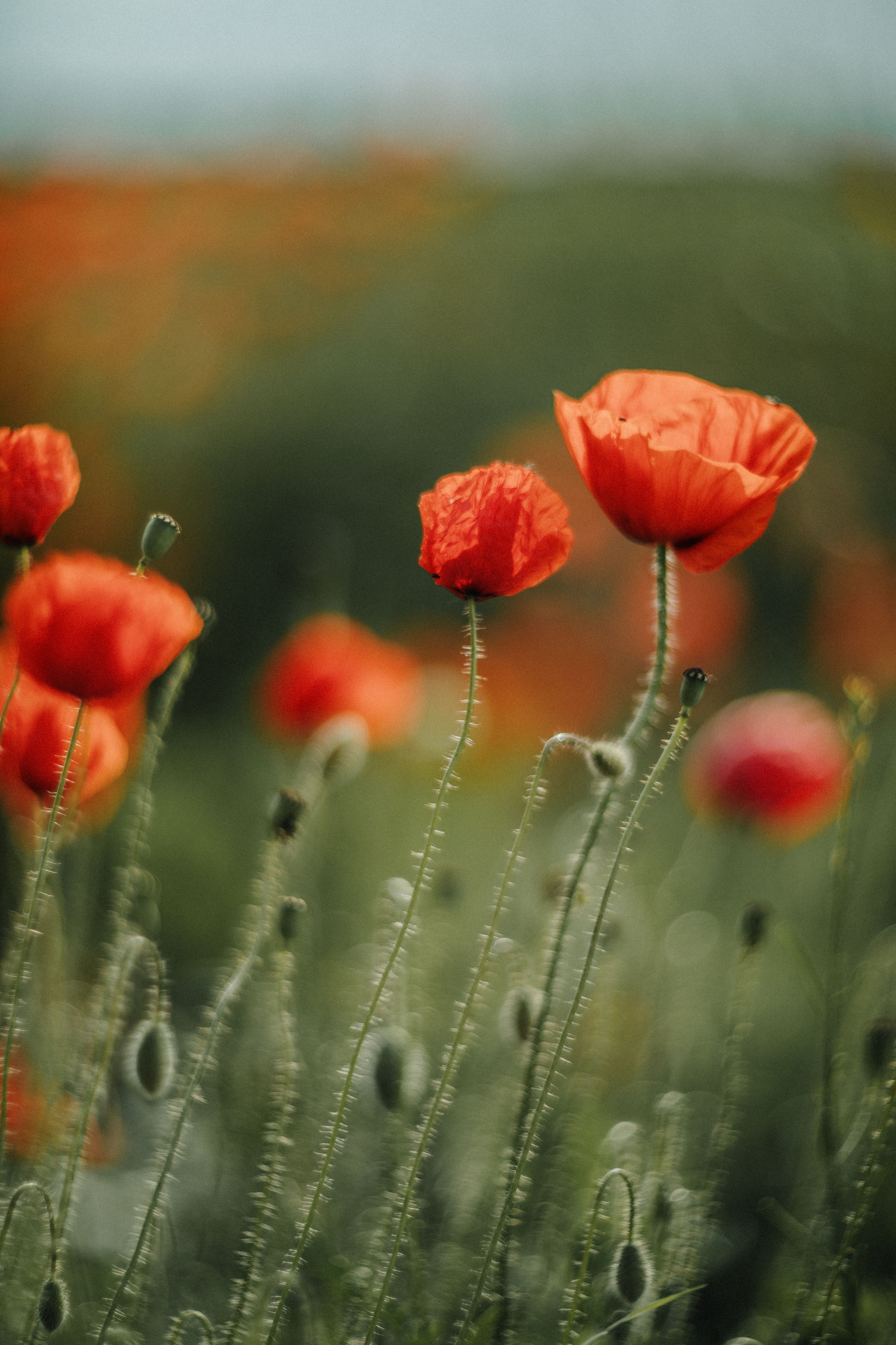 Poppies in a field with green grass · Free Stock Photo