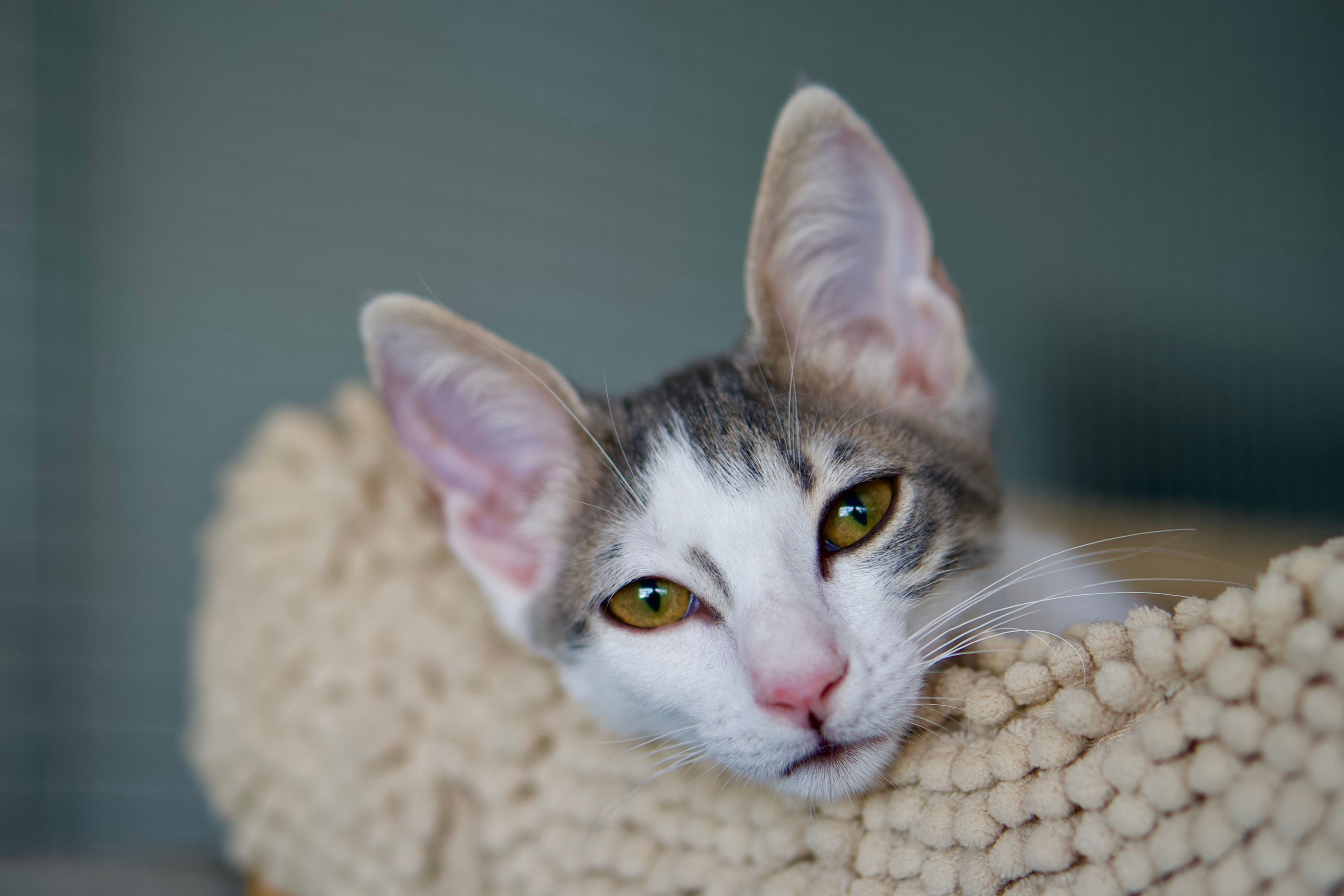 Bimini Pet Health expands Topeka manufacturing facility — Photo by Natalia Balyakina on Pexels