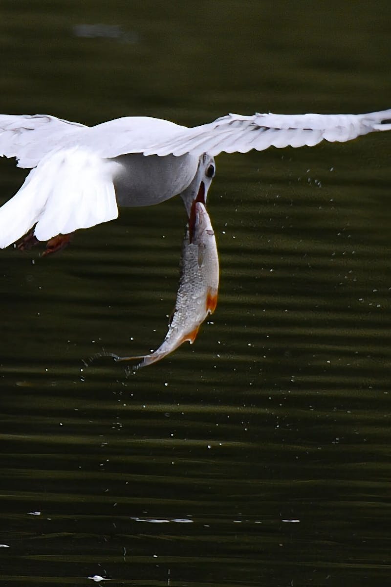 101 Fly Fishing Tips For Beginners
