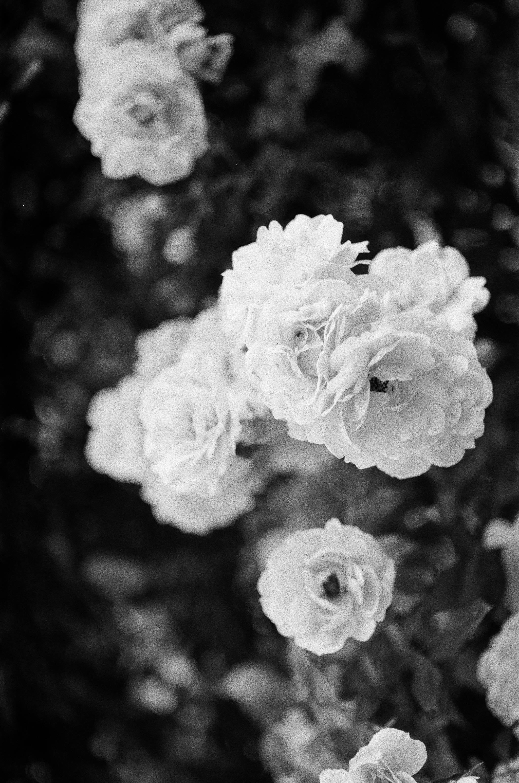 Elegant black and white photo of blooming garden roses, perfect for romantic themes.