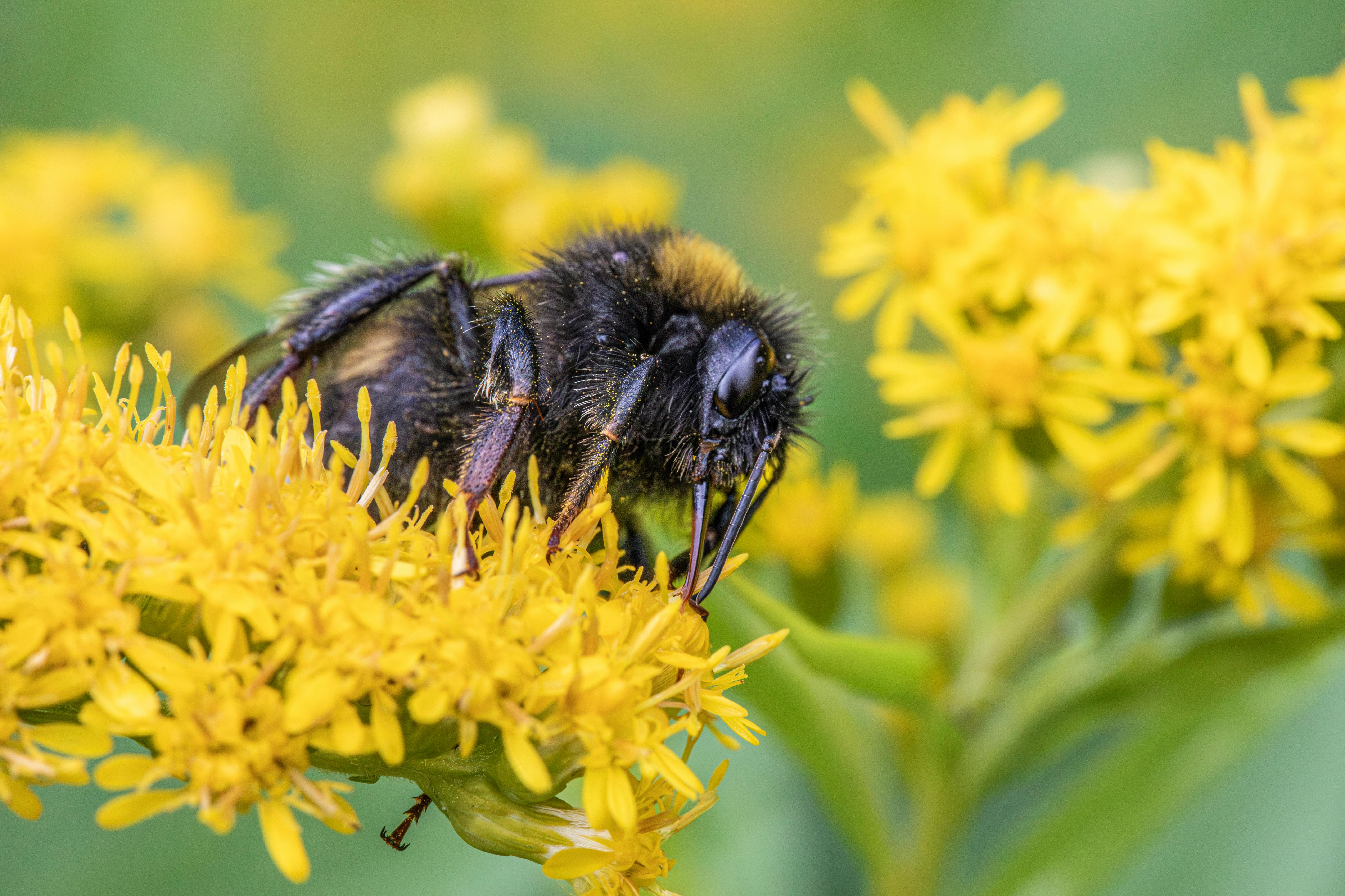 a bee is sitting on a yellow flower